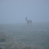 Škoda že bol v hmle