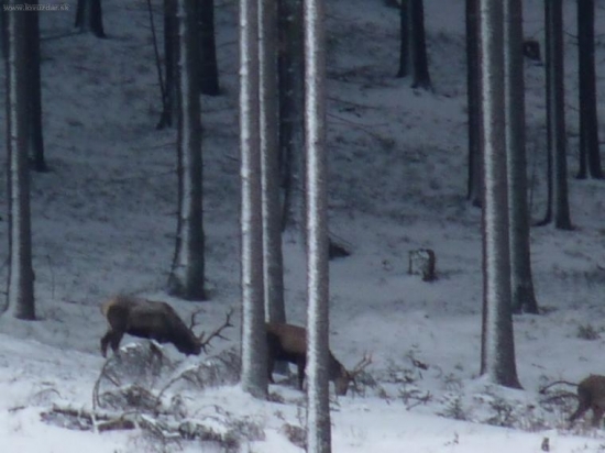 Bolo tam 6 jeleňov a dve jelenice