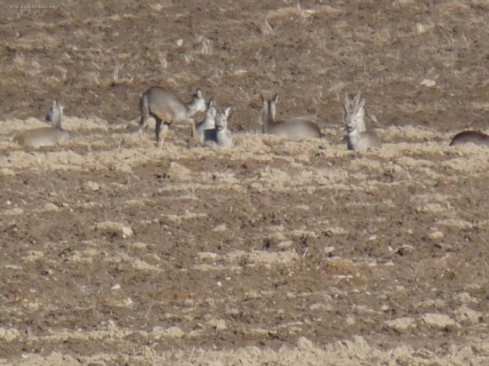 Na naše pomery veľmi dobry srnec