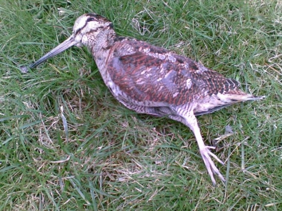 začiatok sezóny 2009