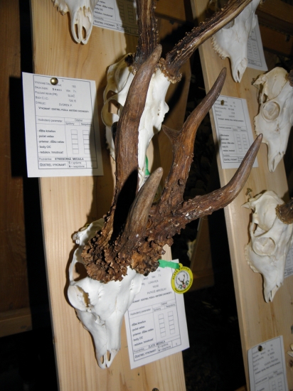 Chovateľská prehliadka Pliešovce 143,40 C.I.C