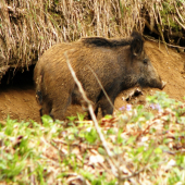 Lanštiačka