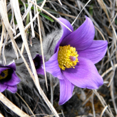 Poniklec slovenský (Pulsatilla slavica)