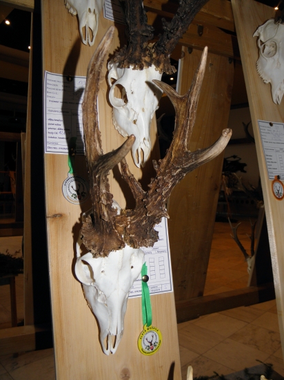 Chovateľská prehliadka Zvolen 147,68 bodov  C.I.C