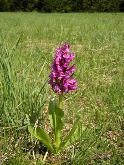 Vstavač obyčajný (Orchis morio)