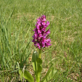 Vstavač obyčajný (Orchis morio)