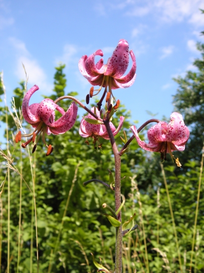 Ľalia zlatohlavá (Lilium martagon)