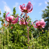 Ľalia zlatohlavá (Lilium martagon)