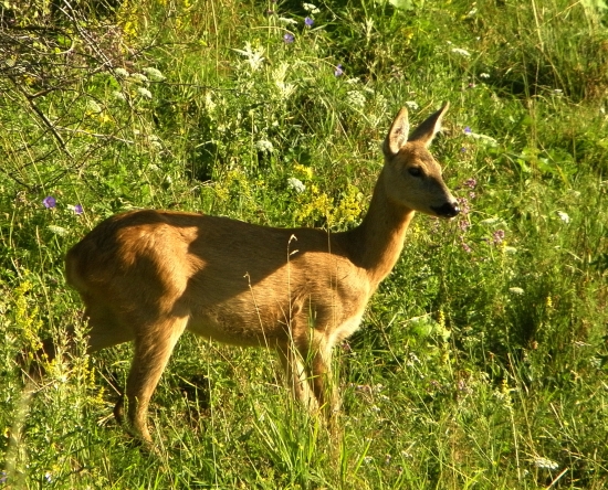 Teta srna