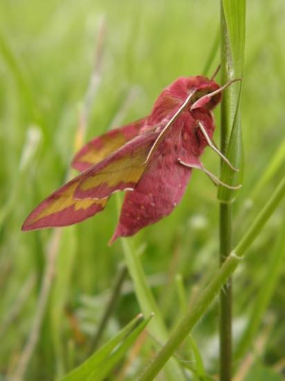 Lišaj vrbicový (Deilephila porcellus)