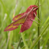Lišaj vrbicový (Deilephila porcellus)