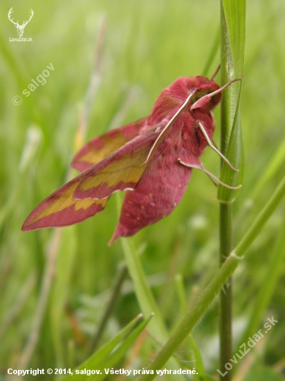 Lišaj vrbicový (Deilephila porcellus)