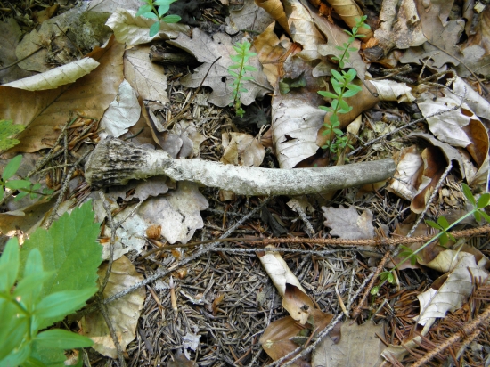 Ohlodaný časom aj myšami