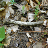 Ohlodaný časom aj myšami