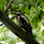 Sedím na konári a je mi dobre :)