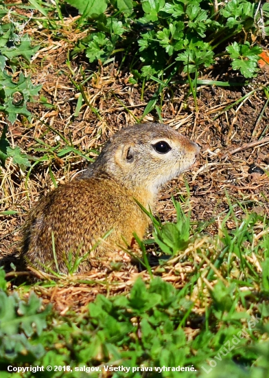 Sysľoš