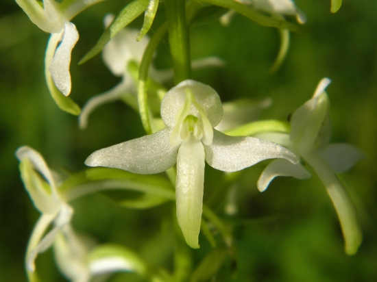 Vemenník dvojlistý