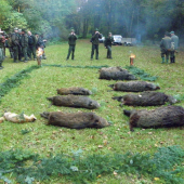 Výsledok dnešnej poľovačky TU vo Zvolene