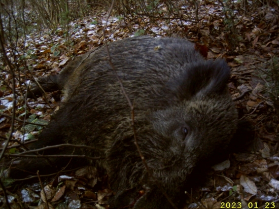 kanček