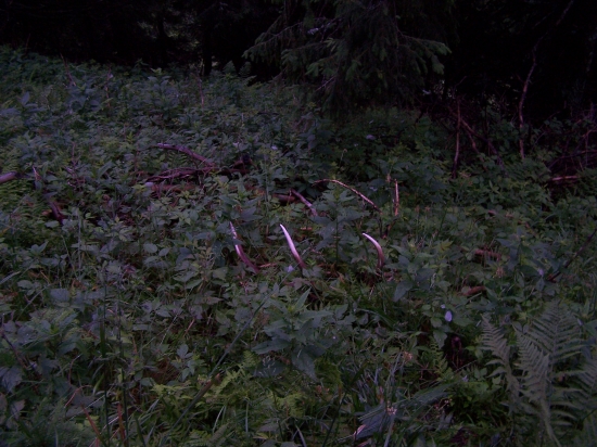 aj cez leto sa dá nájsť