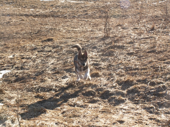 Budúca pomocníčka, poľovníčka
