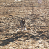 Budúca pomocníčka, poľovníčka