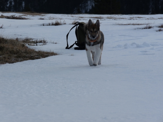 Ani chvíľku neposedím