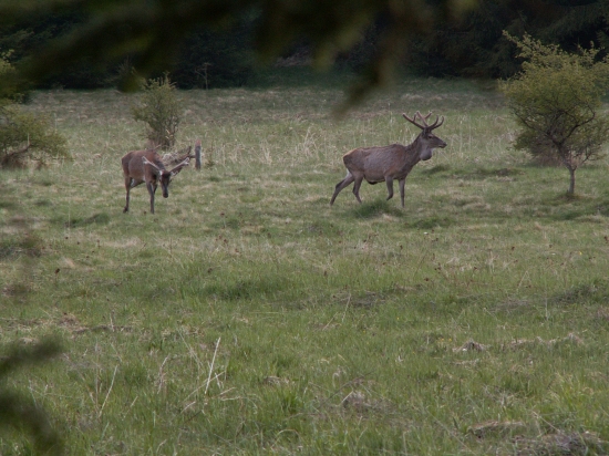 Jeleň s nádorom na porovnanie so zdravým jeleňom