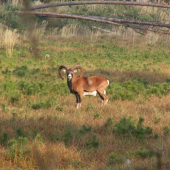 Barančok