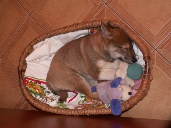 Keď sme si ju doniesli...... spomienky