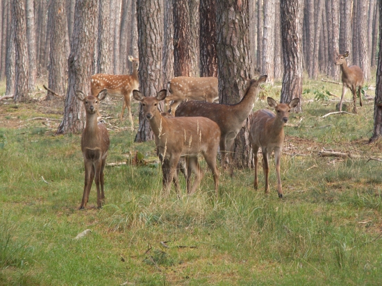 Jelenice sika s potomkami.