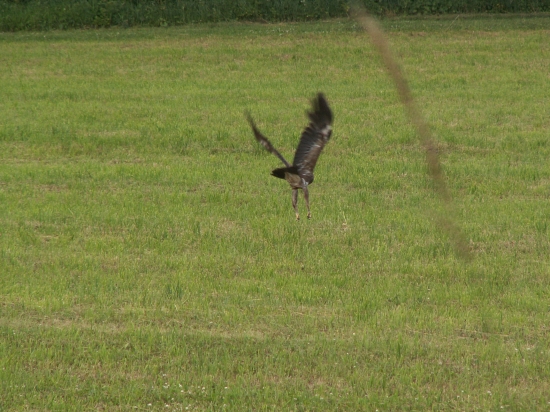 Orok krikľavý pri love