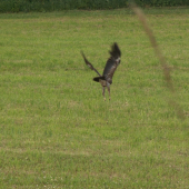 Orok krikľavý pri love