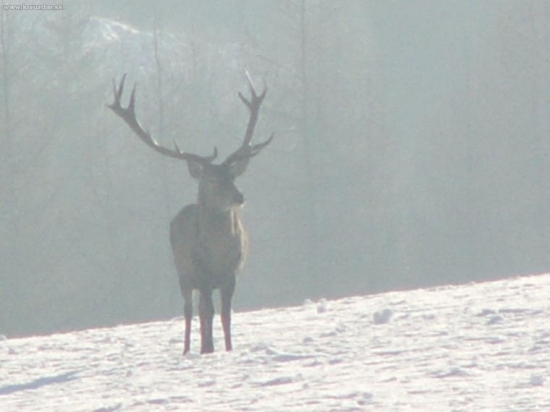 Jeleň v hmle