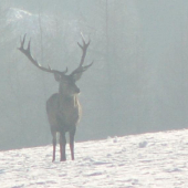 Jeleň v hmle