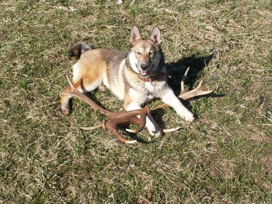 A už ich mám dva...