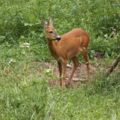 Prekvapená na 8 metrov