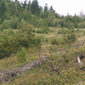 Ruja... zašitý v rúbani