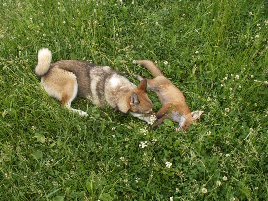 Tréning dohľadávka.... úspešný koniec :o))