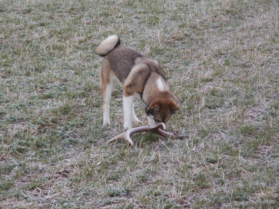 Prvý kontakt s čerstvým...