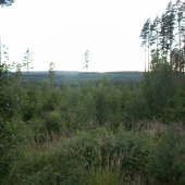 Les kam oko dovidí.