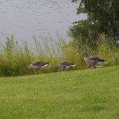 Pásla húsky pásla...
