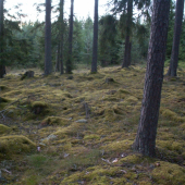 Prírodný koberec.... najmäkší...