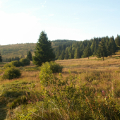 Svitanka smer Kvasničné