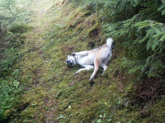 Poštípali nás včely