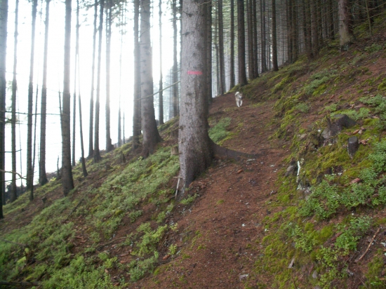Vyčistený poľovnícky chodník