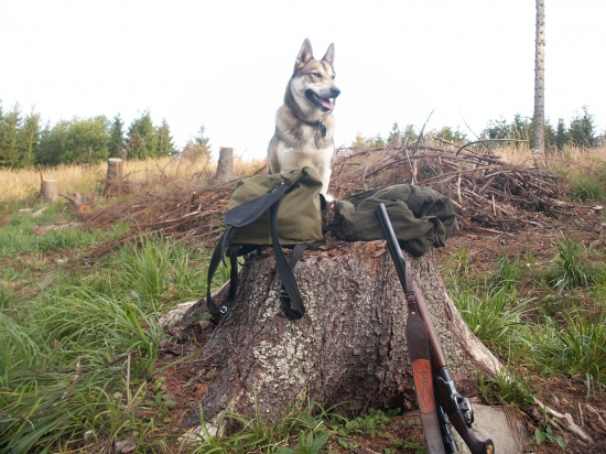 Odloženie na pníku