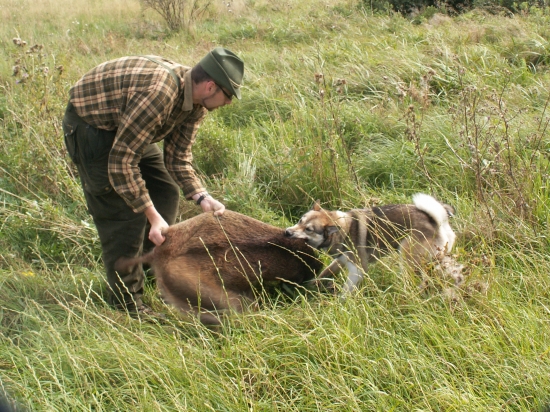 Našla diviačika...