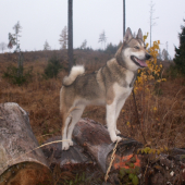Modelka