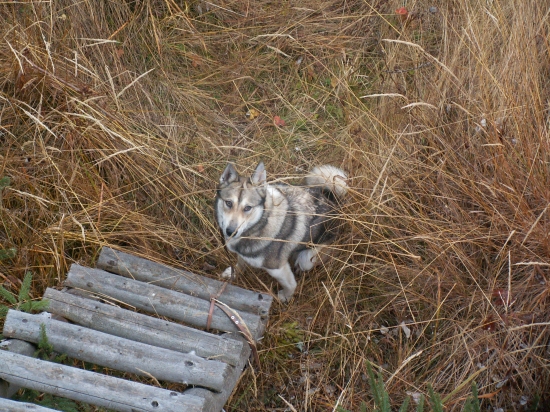 Odloženie pod posedom